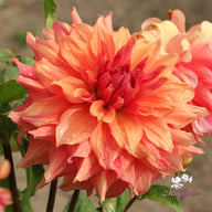 Belle of Barmera Dahlia Tuber