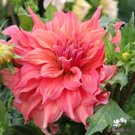 Belle of Barmera Dahlia Tuber