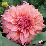 Belle of Barmera Dahlia Tuber