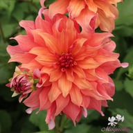 Belle of Barmera Dahlia Tuber