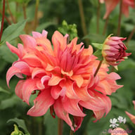 Belle of Barmera Dahlia Tuber