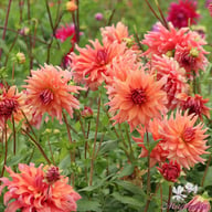 Belle of Barmera Dahlia Tuber