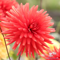 Bergers Rekord Dahlia Tuber