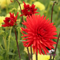 Bergers Rekord Dahlia Tuber
