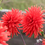 Bergers Rekord Dahlia Tuber