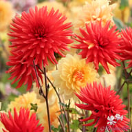 Bergers Rekord Dahlia Tuber