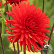 Bergers Rekord Dahlia Tuber