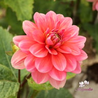 Berliner Kleene Dahlia Tuber