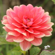 Berliner Kleene Dahlia Tuber