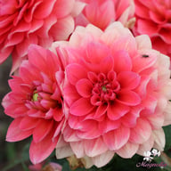 Berliner Kleene Dahlia Tuber