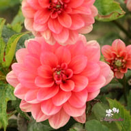 Berliner Kleene Dahlia Tuber