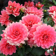 Berliner Kleene Dahlia Tuber