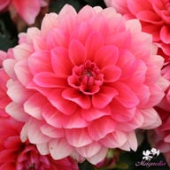 Berliner Kleene Dahlia Tuber