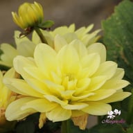 Berliner Lemon Dahlia Tuber