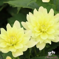 Berliner Lemon Dahlia Tuber