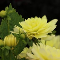 Berliner Lemon Dahlia Tuber