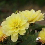 Berliner Lemon Dahlia Tuber
