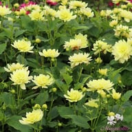 Berliner Lemon Dahlia Tuber