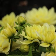 Berliner Lemon Dahlia Tuber