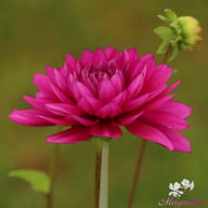 Berner Oberland Dahlia Knöl