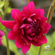 Berner Oberland Dahlia Knöl