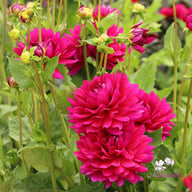 Berner Oberland Dahlia Knöl