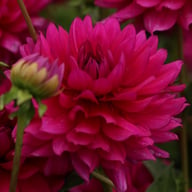 Berner Oberland Dahlia Tuber