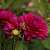 Berner Oberland Dahlia Tuber