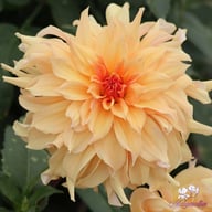 Big Brother Dahlia Tuber