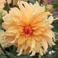 Big Brother Dahlia Tuber