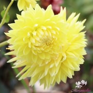 Bilbao Dahlia Knöl