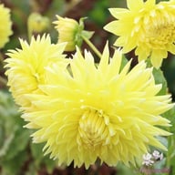 Bilbao Dahlia Knöl