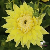 Bilbao Dahlia Knöl