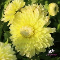 Bilbao Dahlia Knöl
