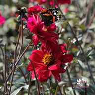 Bishop of Canterbury Dahlia Tuber