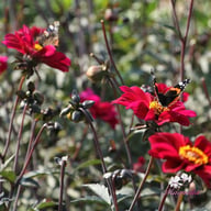 Bishop of Canterbury Dahlia Tuber