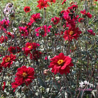 Bishop of Canterbury Dahlia Tuber