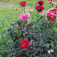 Bishop of Canterbury Dahlia Tuber