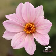 Bishop of Leicester Dahlia Tuber