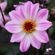 Bishop of Leicester Dahlia Tuber