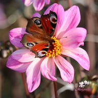 Bishop of Leicester Dahlia Tuber