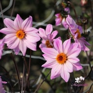 Bishop of Leicester Dahlia Tuber