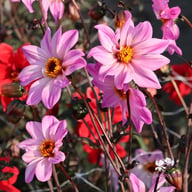 Bishop of Leicester Dahlia Tuber