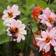 Bishop of Leicester Dahlia Tuber