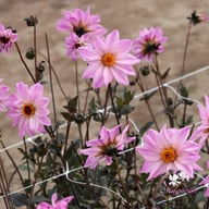 Bishop of Leicester Dahlia Tuber