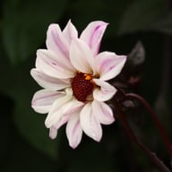 Bishop of Leicester Dahlia Tuber