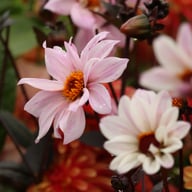 Bishop of Leicester Dahlia Tuber