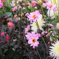 Bishop of Leicester Dahlia Tuber