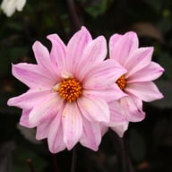 Bishop of Leicester Dahlia Tuber