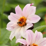 Bishop of Leicester Dahlia Tuber